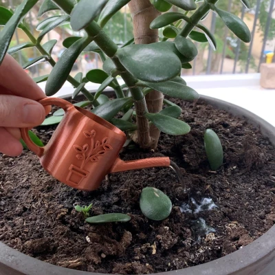 Bình tưới cây tí hon