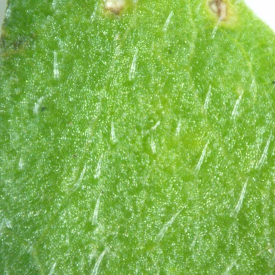 Kính Hiển Vi Quang Học Công Suất Thấp