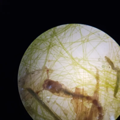 Kính Hiển Vi Quang Học Công Suất Thấp