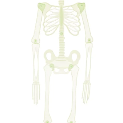 Mô Hình Bộ Xương Người