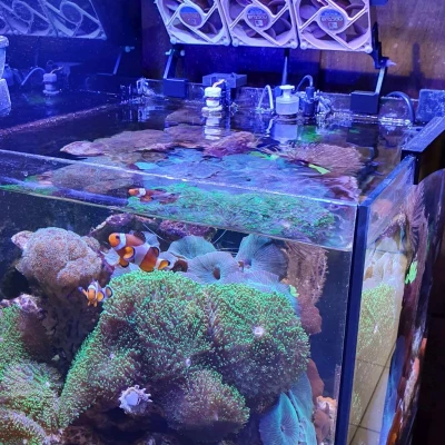 Bộ làm mát bể cá/thủy sinh dạng module siêu êm