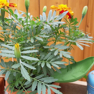 Phễu tưới cây hình lá