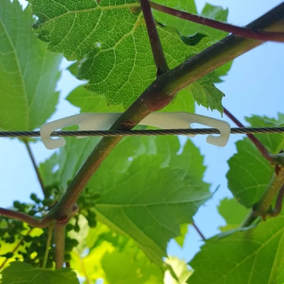 Kẹp Giữ Dây Cho Cây Leo