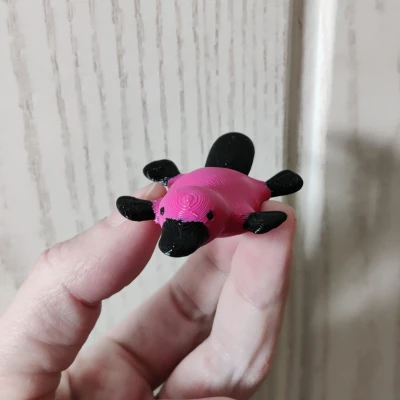 Vịt Lộn Nhỏ (Little Platypus)