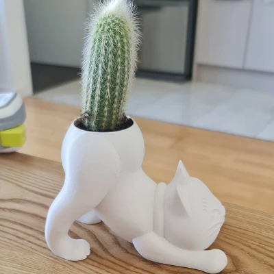 Chậu Xương Rồng Hình Mèo