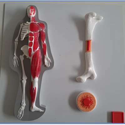 Tấm Cơ Thể 2 - Tệp In & Hướng Dẫn