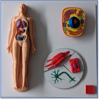 Tấm Cơ Thể 1 - Tệp In và Bài Học