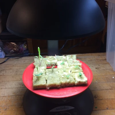 Khay ươm hạt cho AeroGarden 3 và đá khoáng