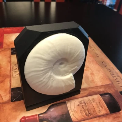 Giá đỡ Trưng bày Hóa thạch Ammonite