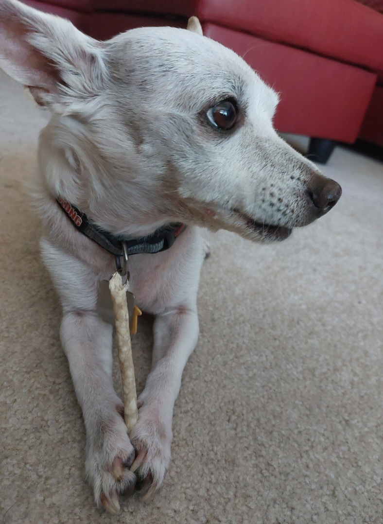 Mô hình Lithophane Chó Cưng Tí Hon Dễ Thương