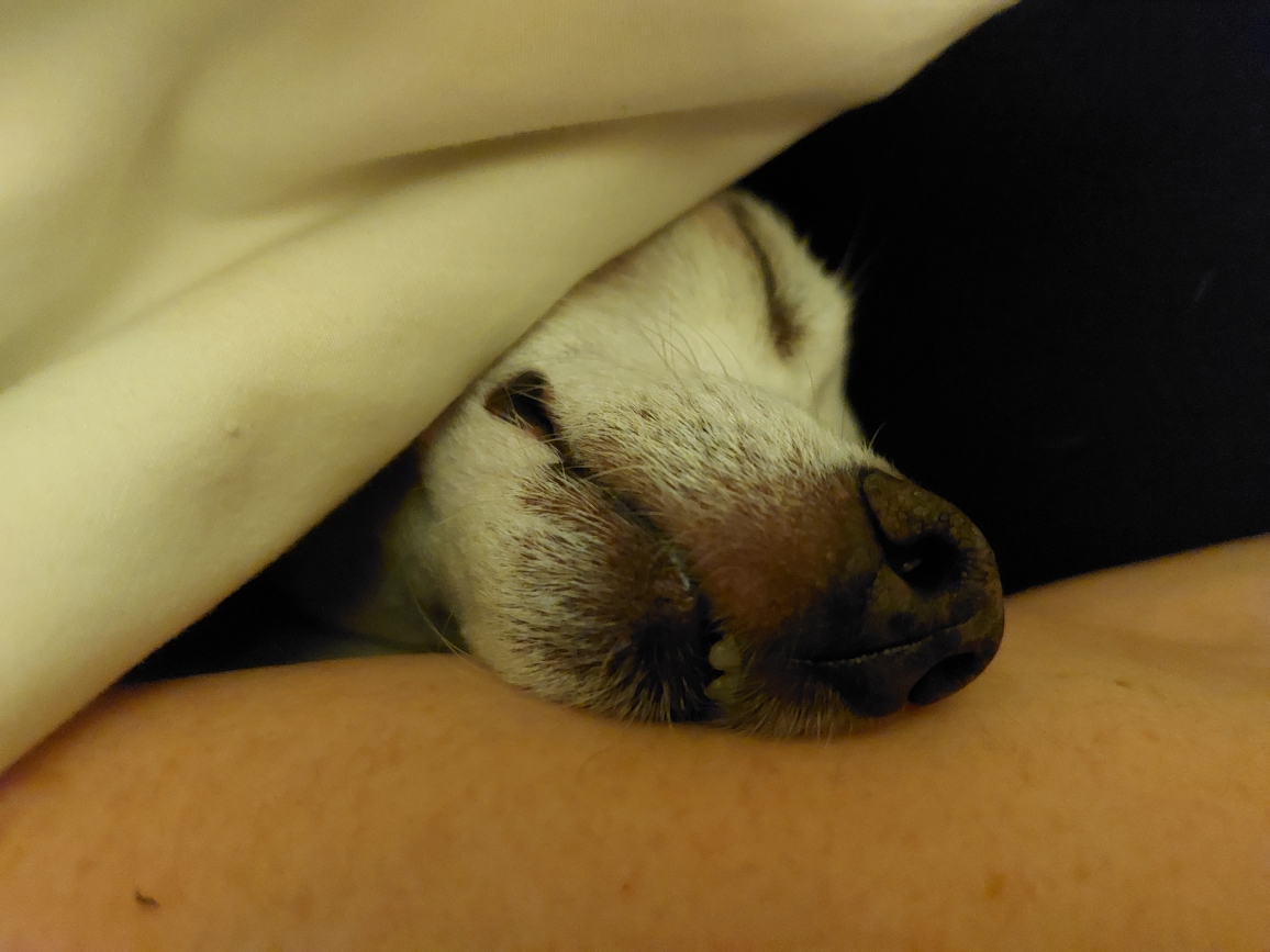 Mô hình Lithophane Chó Cưng Tí Hon Dễ Thương