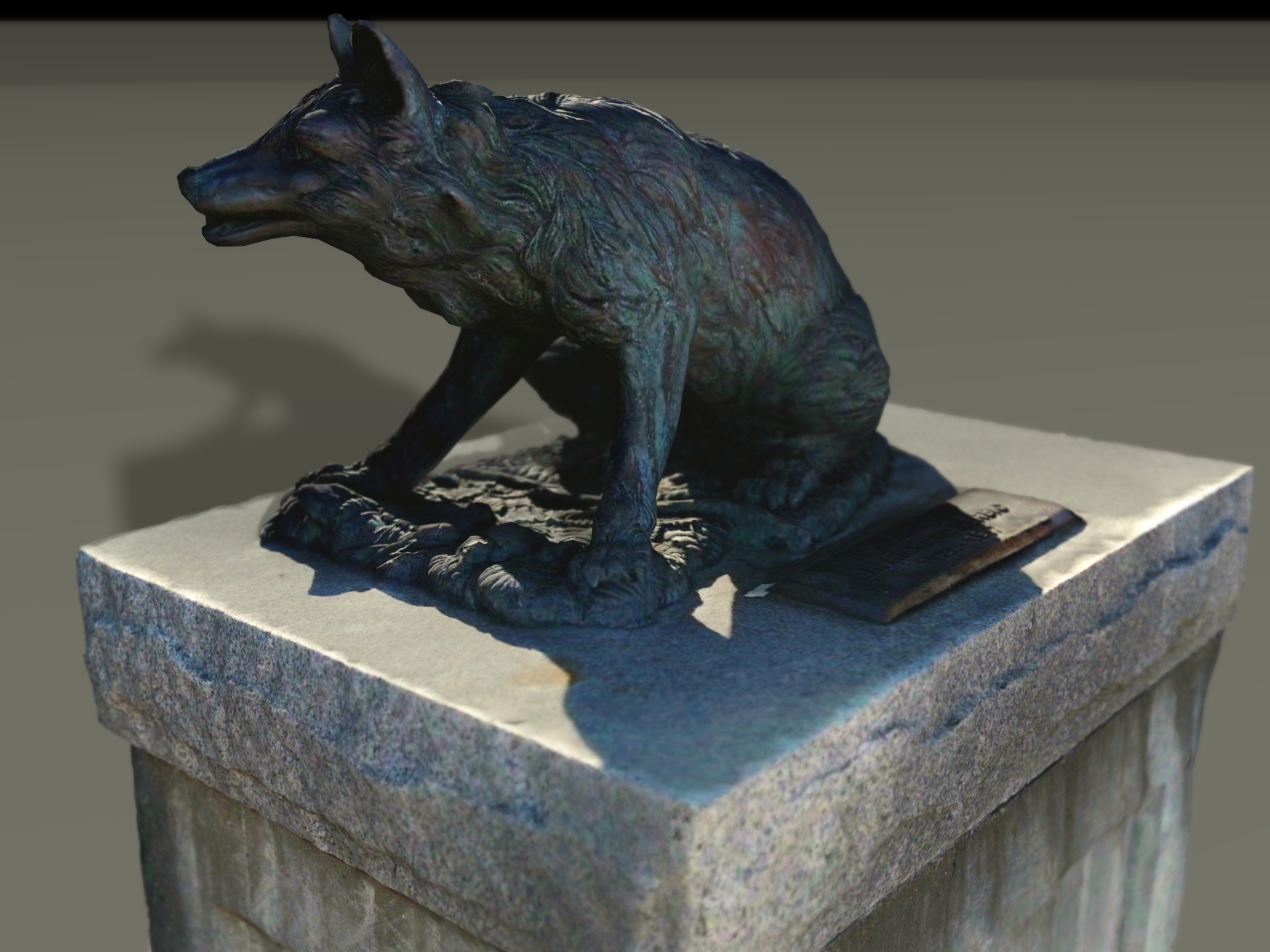 Cáo / Sói Thực Tế Trên Đá