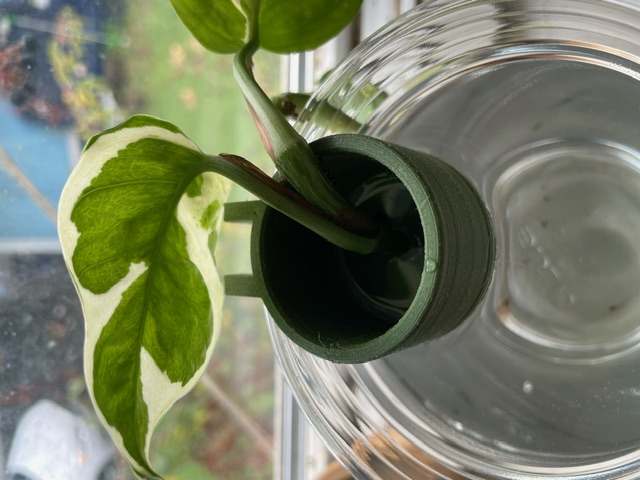 Chậu Ươm Hạt Mini