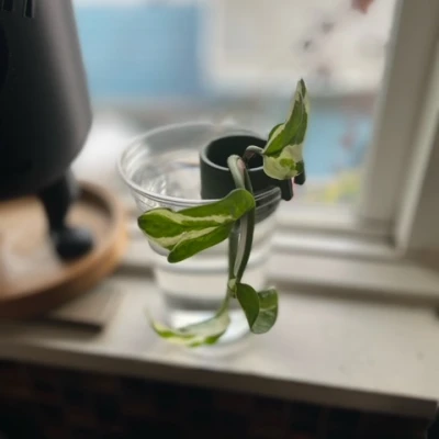 Chậu Ươm Hạt Mini