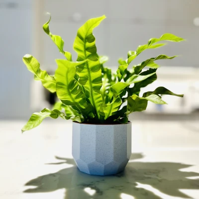 Chậu Hoa Tối Giản - Chế Độ Trồng Cây