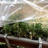 Nhà kính cho chậu cây cảnh - Thumbnail 2