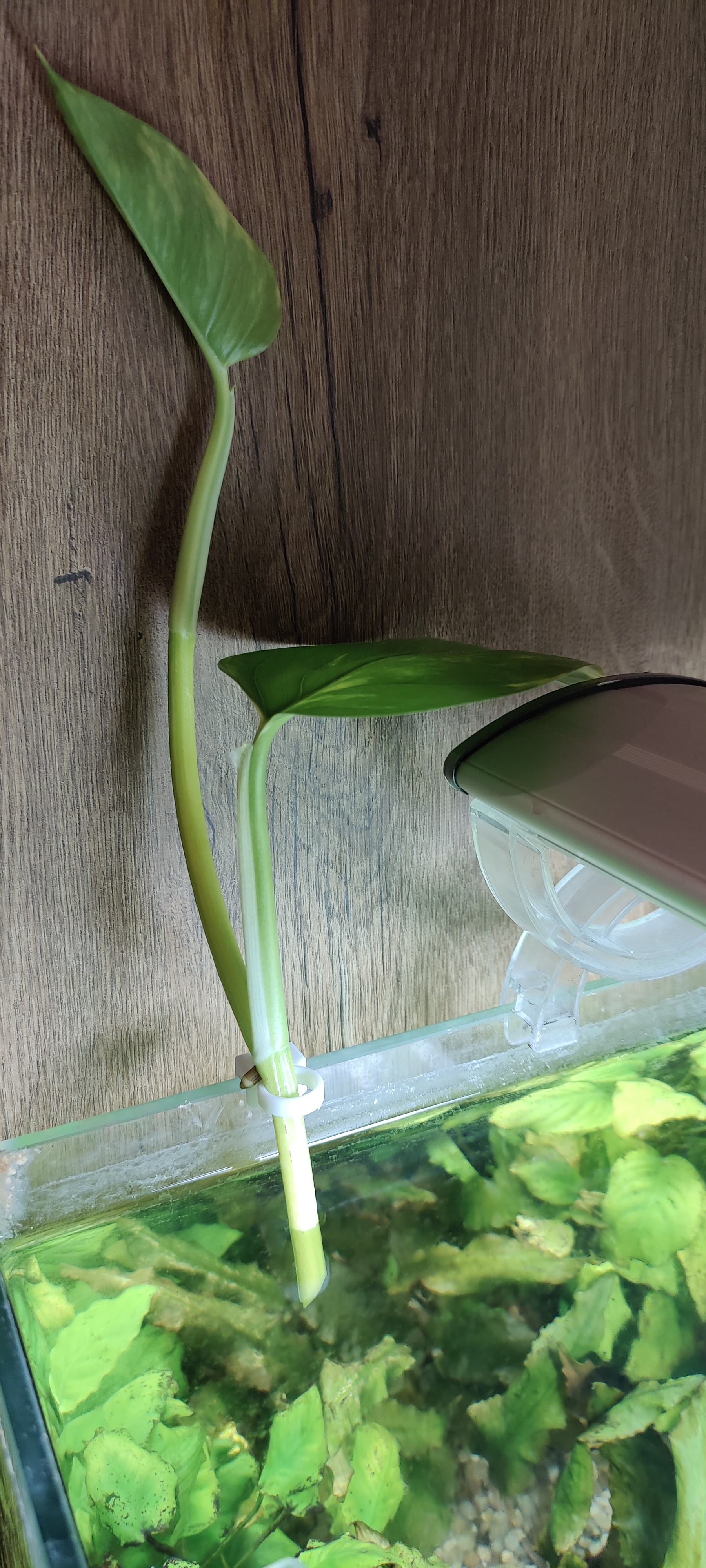 Kẹp cây thủy sinh - dày kính 6 / 8mm (dưới 2G)