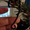 Móc treo đồ trang trí cây thông Noel | Christmas tree ornament hanger - Thumbnail 1