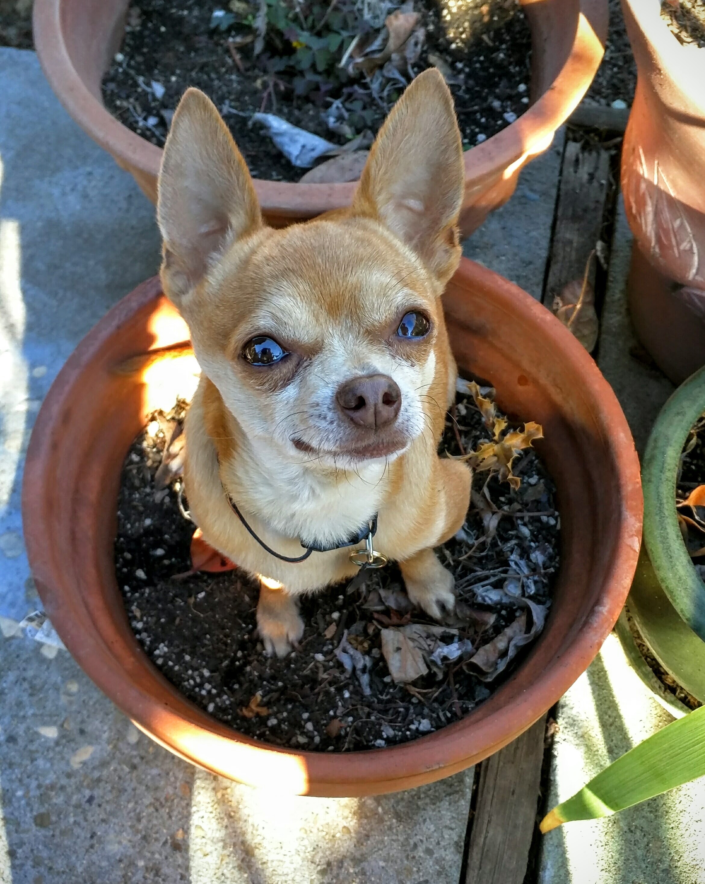 3DChihuahua