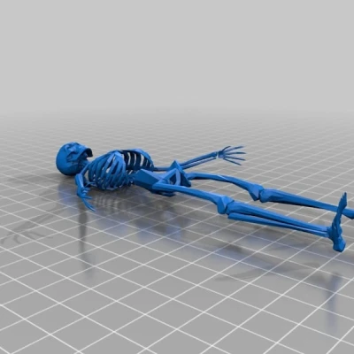 Bộ Xương (Skeleton)