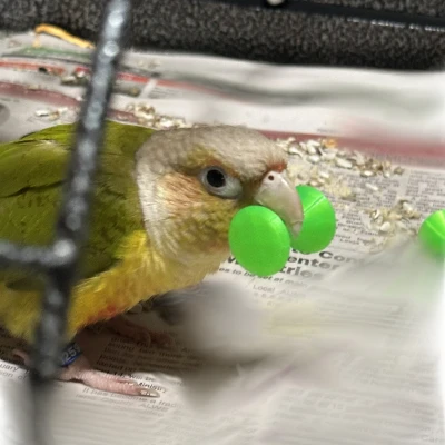 Đồ Chơi Chim Hình Tạ