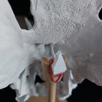 Chân đế Triceratops