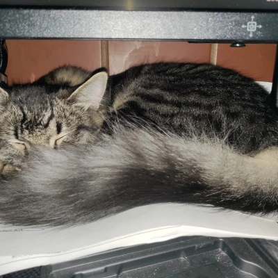 Nắp Chặn Nguồn Chống Mèo Cho Fractal Design (Nút Vuông)