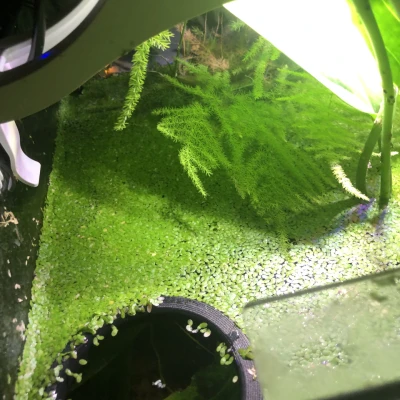 Phao Cá Đơn Giản