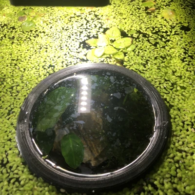 Phao Cá Đơn Giản