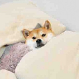 CattusPrintu_1192884