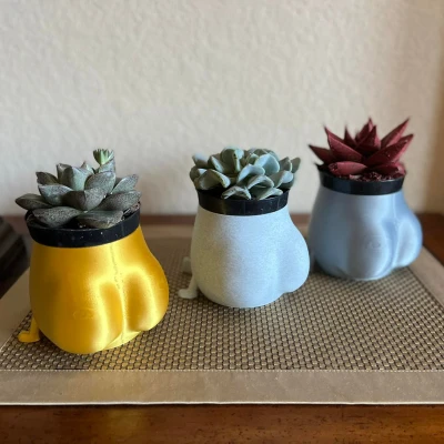 Chậu cây mập mạp ngồi vui vẻ