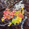 Tôservings hình lá Nothofagus gunnii (Sồi rụng lá) - Thumbnail 4