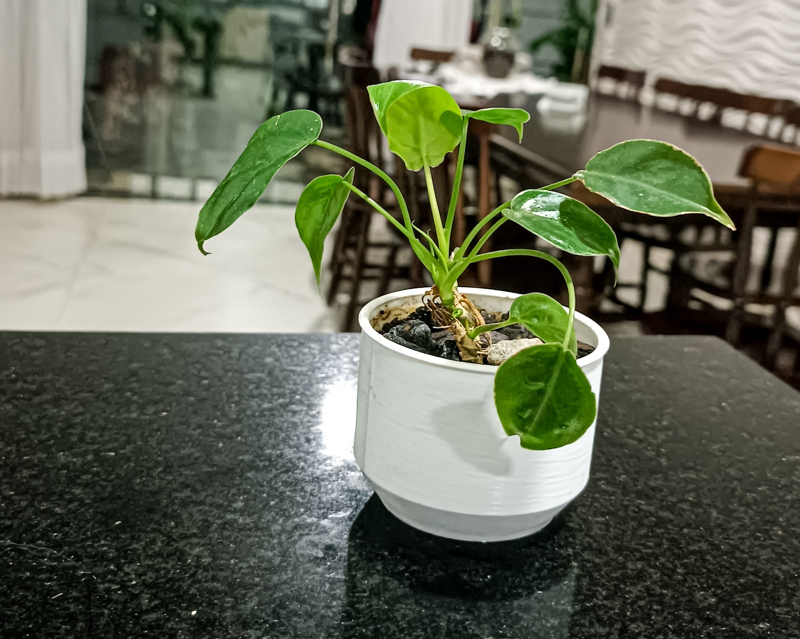 Chậu Cây Đơn Giản Của Dulf