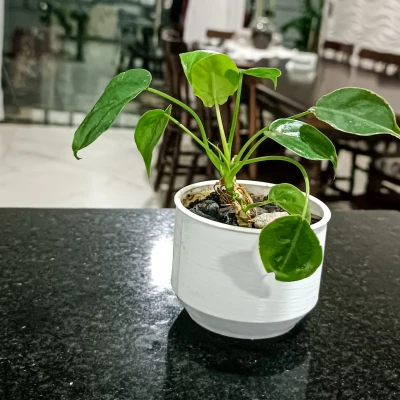 Chậu Cây Đơn Giản Của Dulf