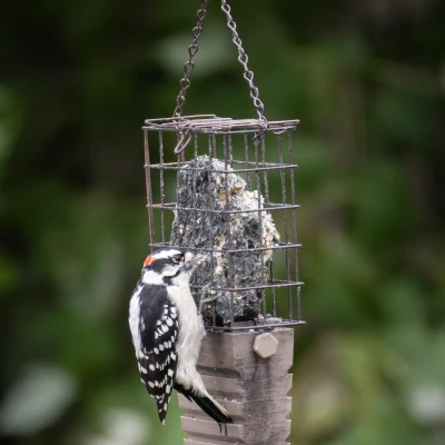 Nẹp Đuôi Cho Máng Mồi Khô