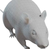 Chuột đường phố "Street rat" - Thumbnail 2