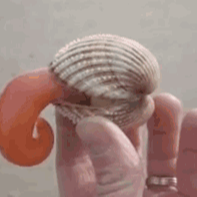 BasilDemFlint_576829