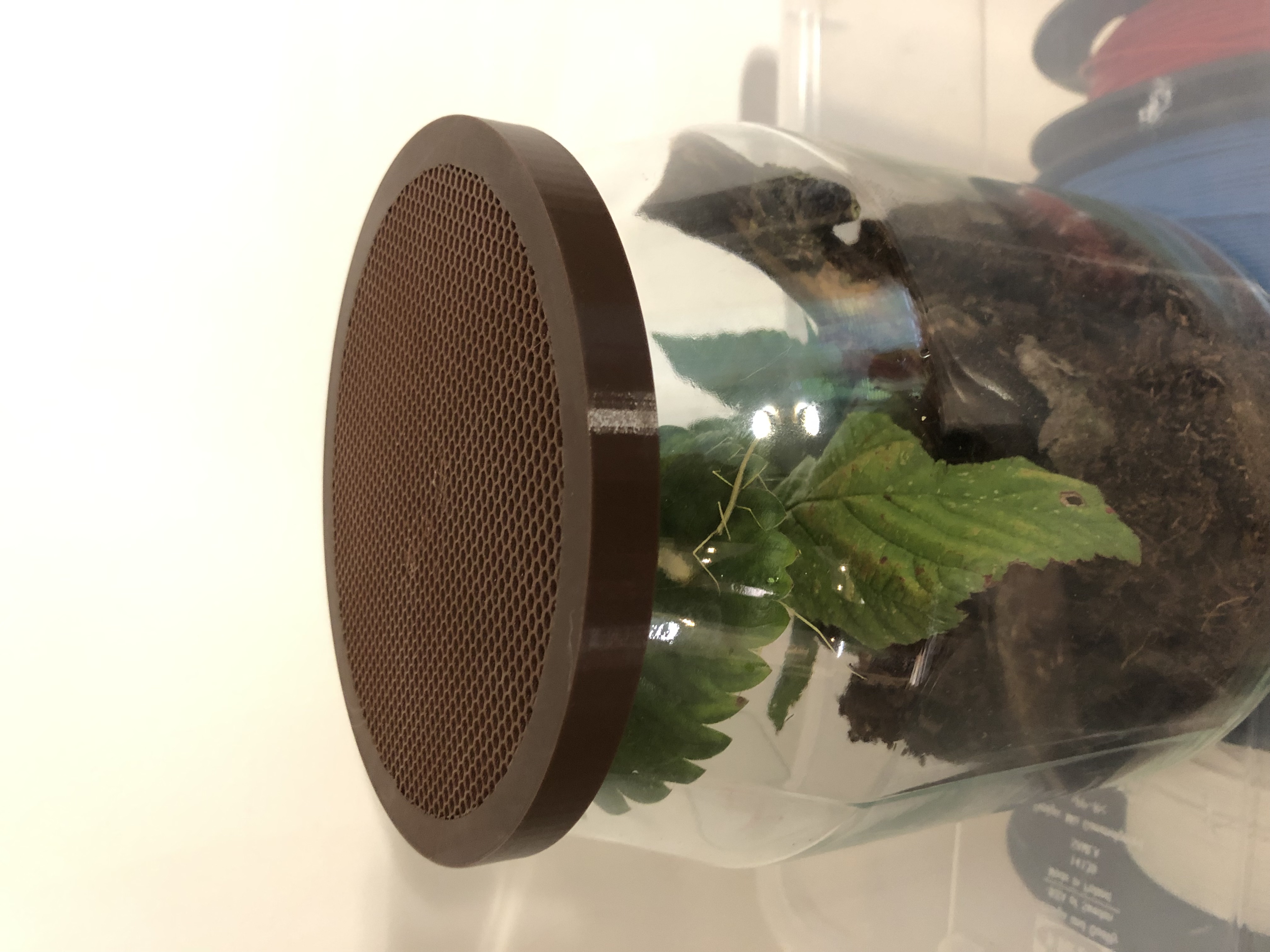 Nắp Hộp IKEA 365 - Tiểu Cảnh