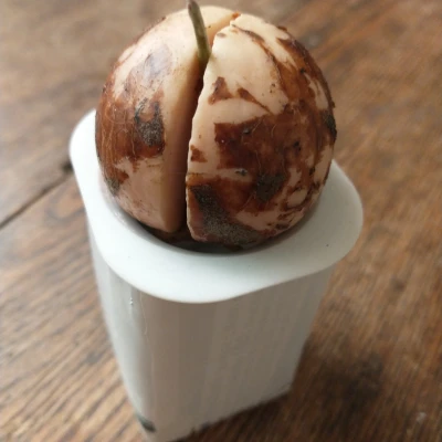 Nắp Thủy Canh Cho Hộp Sữa Tetrapak 240mL