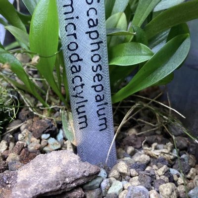 Bảng Tên Cây / Plant Label