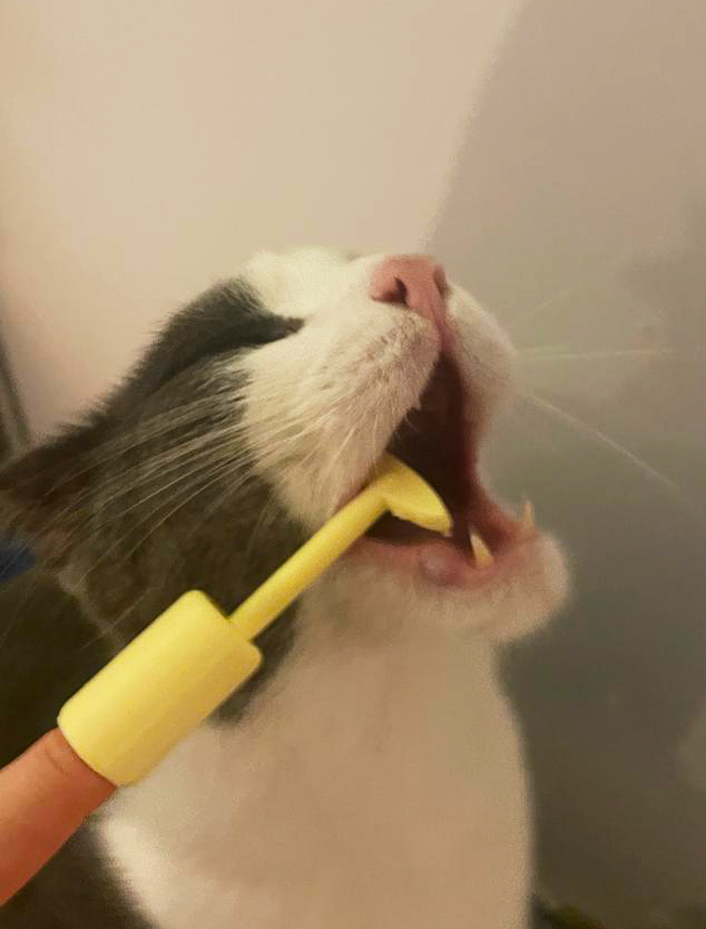 Cây Gãi Lưng Mini - Phiên Bản Bỏ Túi