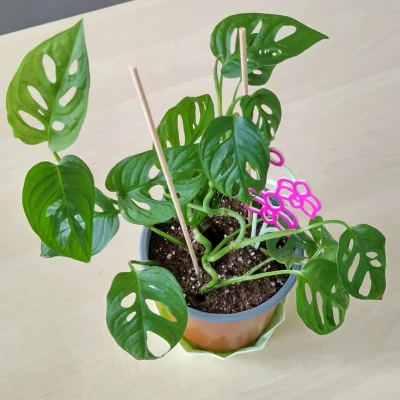 Giá Đỡ Lan Hồ Điệp