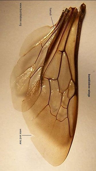 Bionic Bumblebee Wing cho Mavs