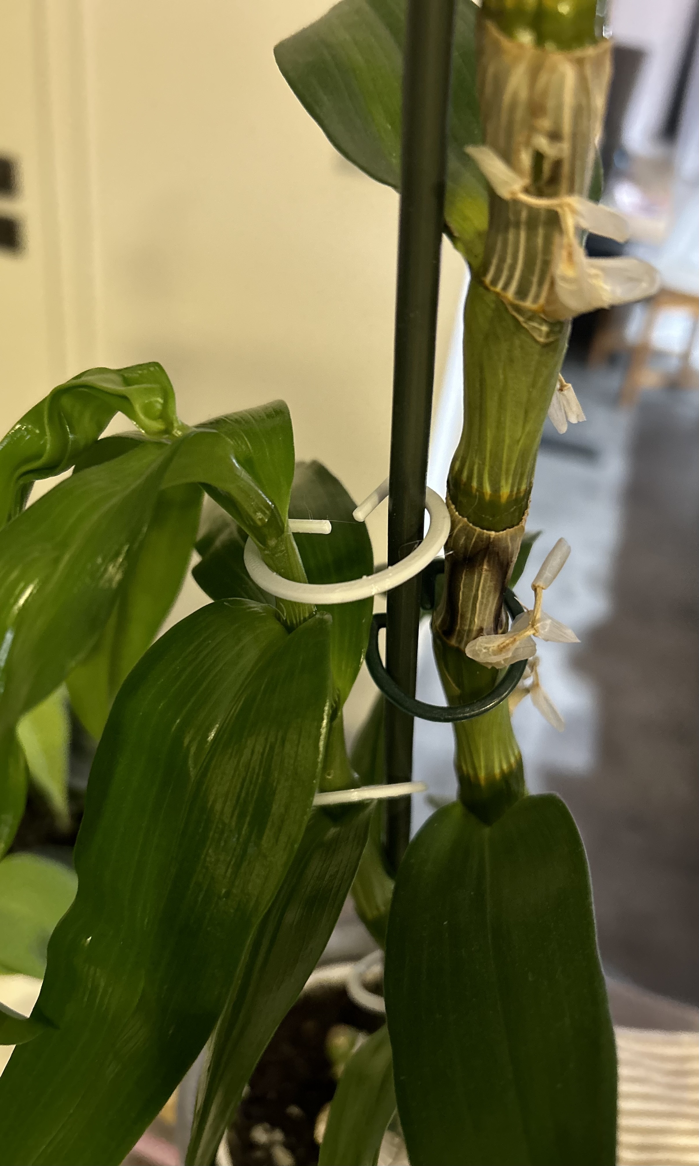 Kẹp Hoa / Sponka pro květiny