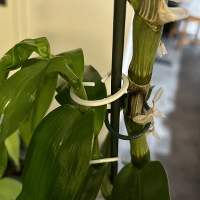 Kẹp Hoa / Sponka pro květiny