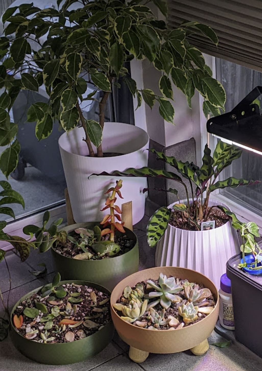 Chậu cây cho chế độ in vase mode