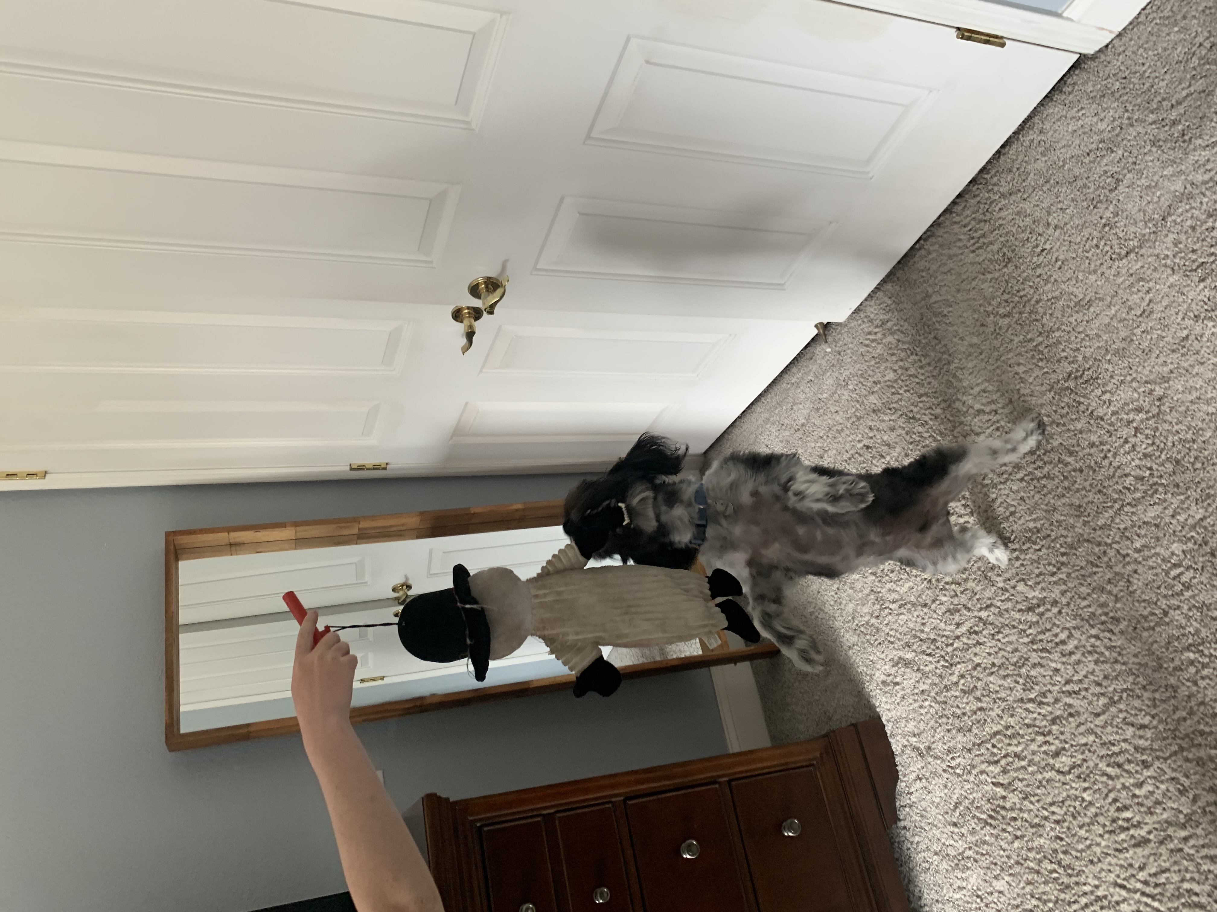 Cái Tay Cầm Đồ Chơi Cho Chó