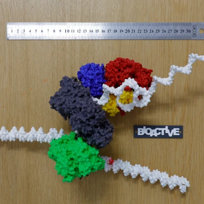 Mô hình T7 DNA replisome