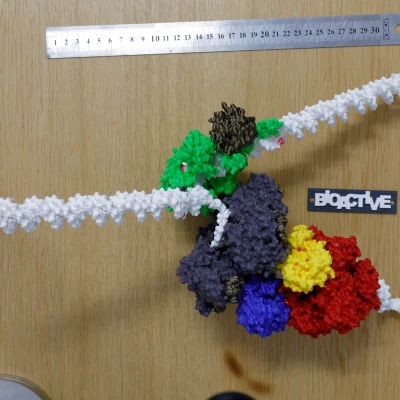 Mô hình T7 DNA replisome