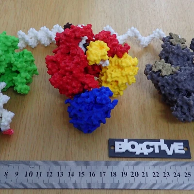 Mô hình T7 DNA replisome